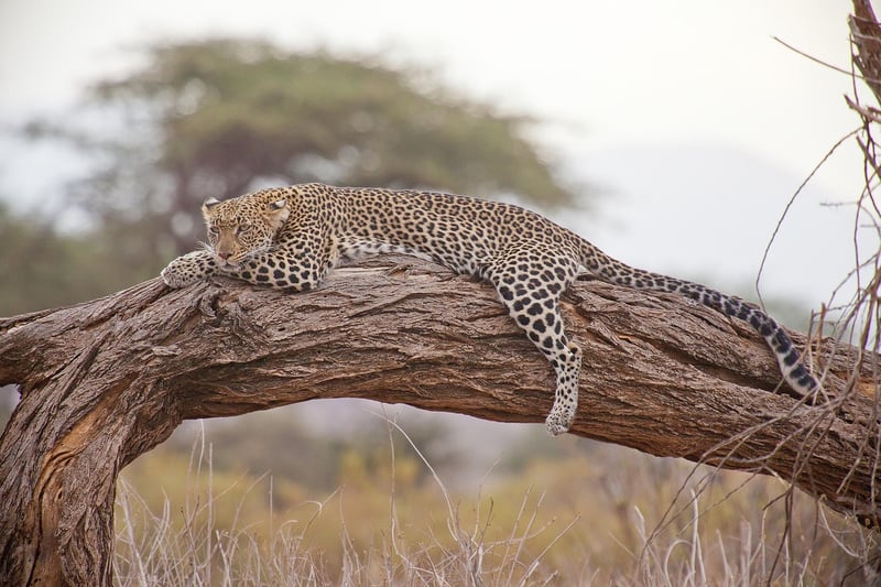 Maasai Mara, Kenya